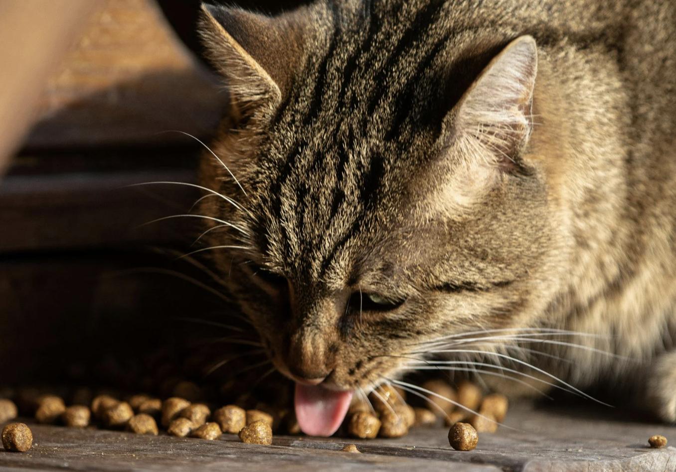 Faites plaisir à votre chat avec des croquettes saines